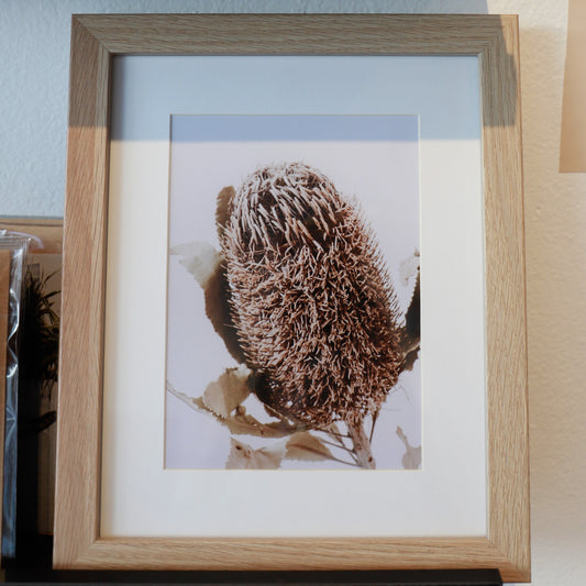 Small Dried Banksia Framed Print