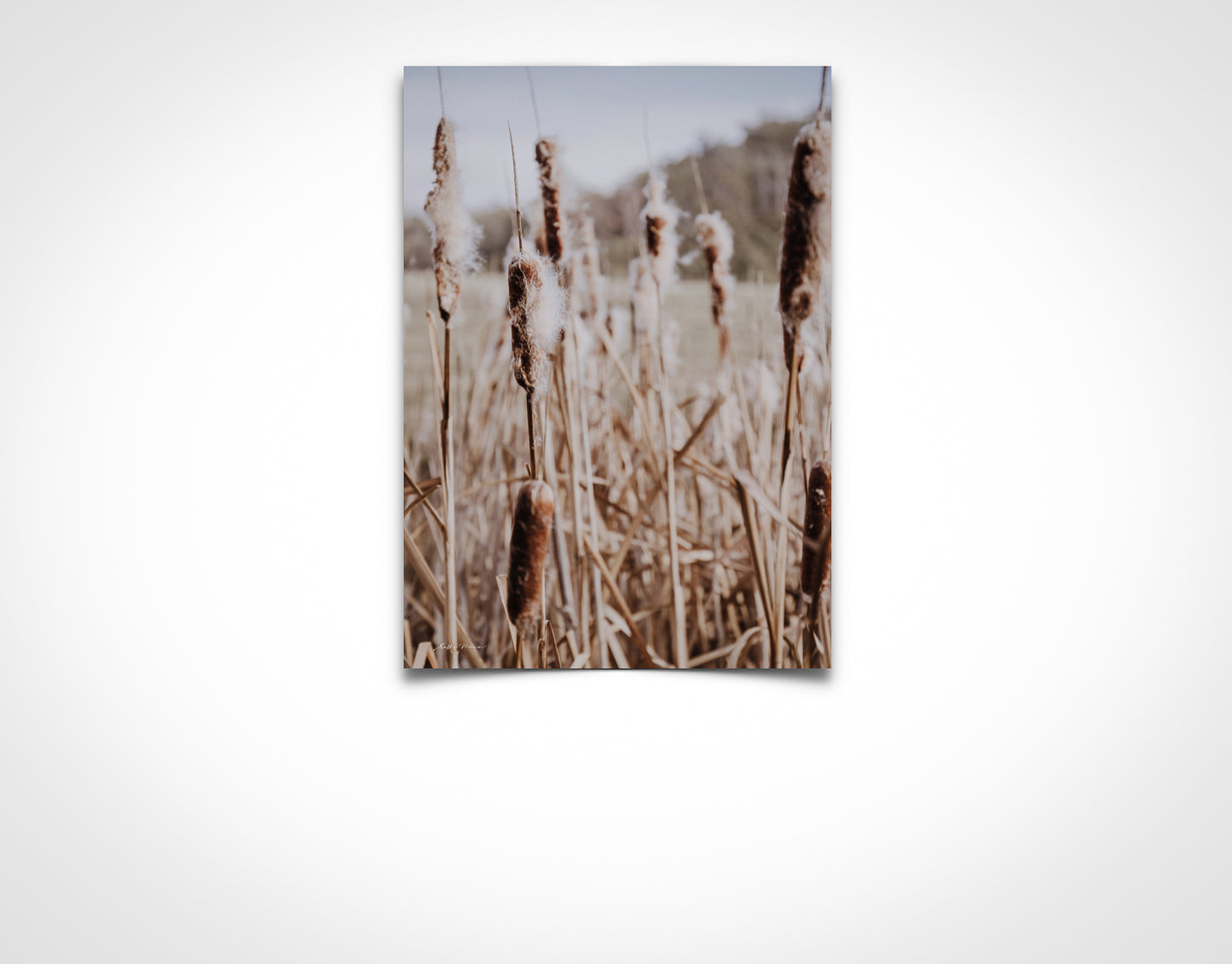 Tall Bulrushes