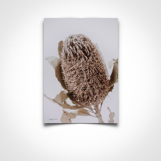 Dried Banksia