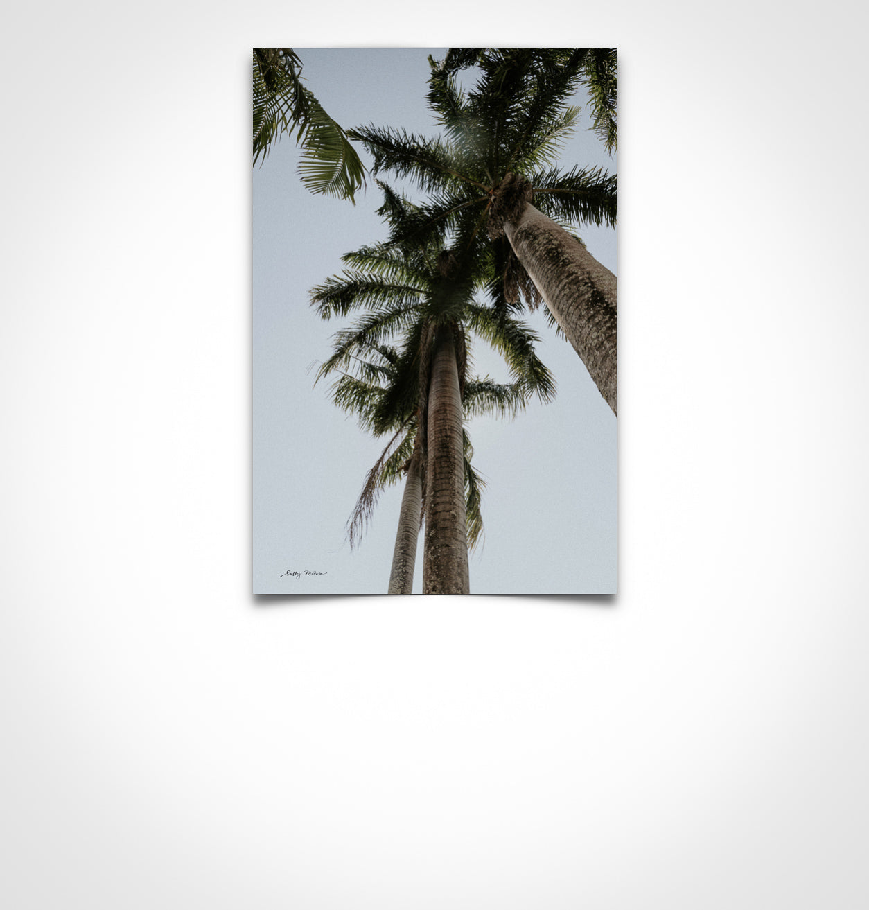Tall Palms
