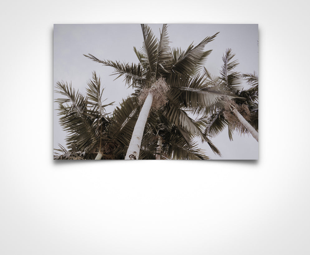 Stormy Palms