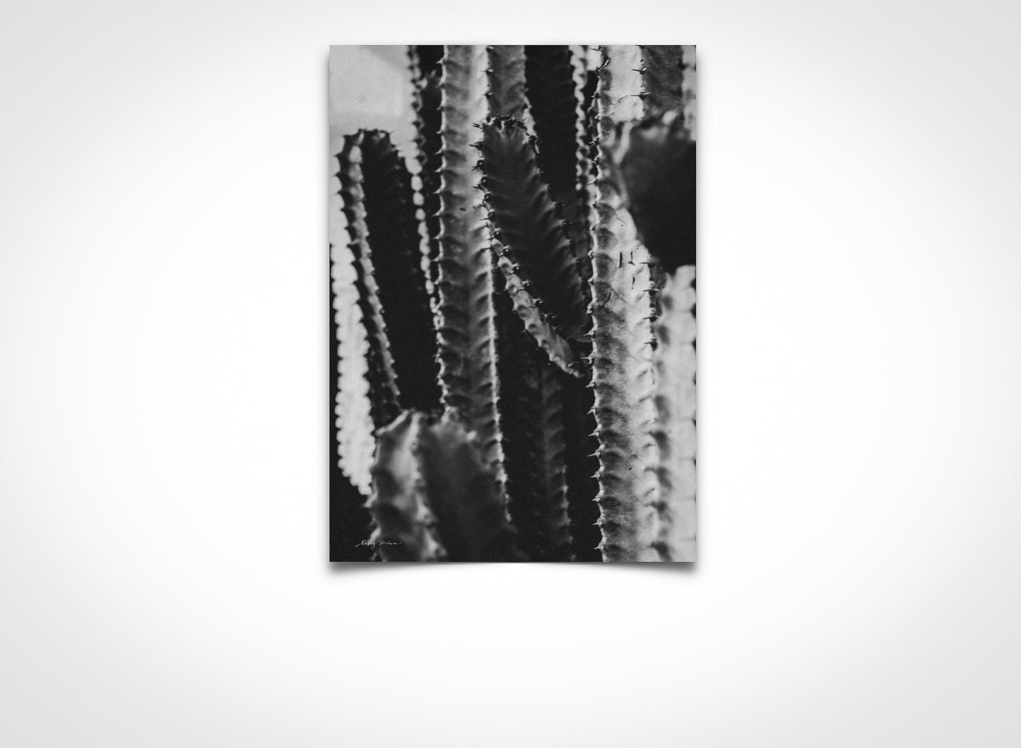 Monochrome Urban Cactus