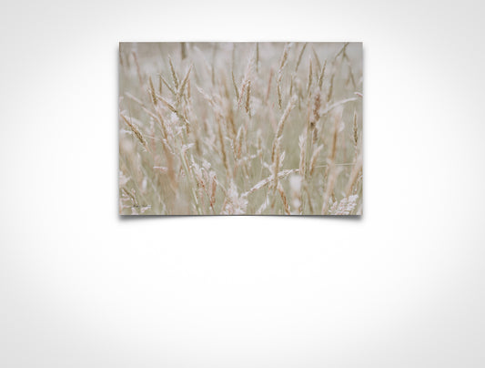 White Grass Landscape