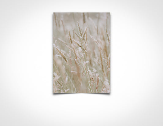 White Grass Portrait