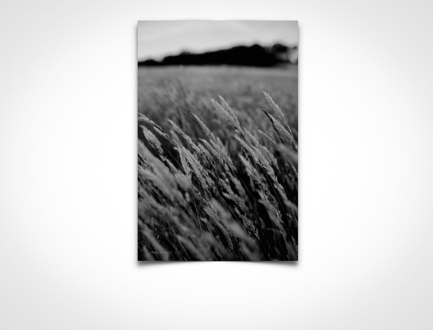 Monochrome Lost Field